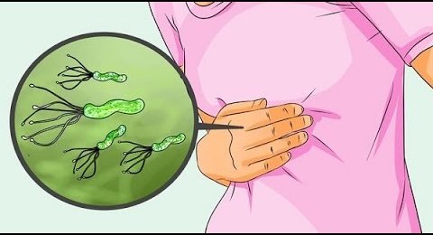 Бактерии в желудке