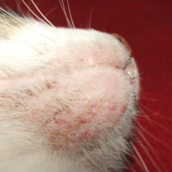 Эозинофильная гранулёма у кошек