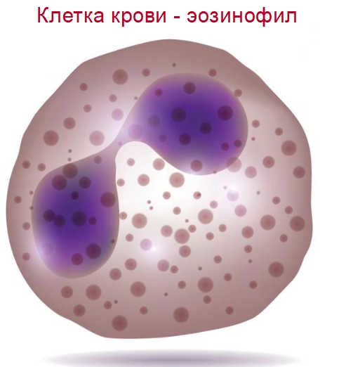 Клетка крови эозинофил