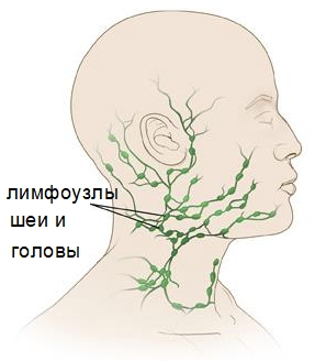 Лимфоузлы на шее сзади: расположение, диагностика, лечение
