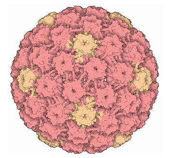 Вирус папилломы человека