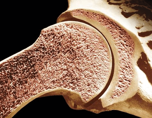 Костная ткань человека