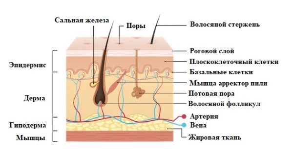 Структура кожи человека