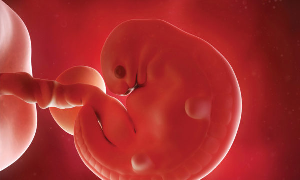 Формирование щитовидной железы у эмбриона