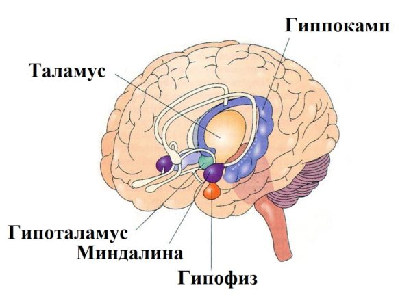 Гипофиз головного мозга