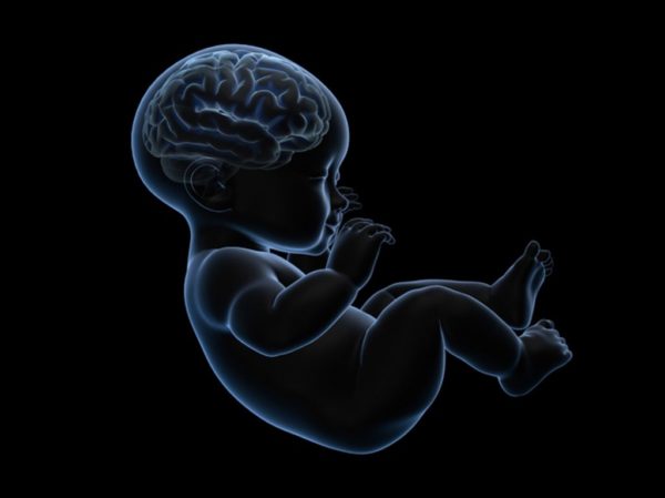 Головной мозг новорождённого