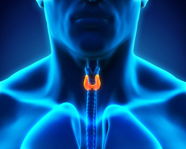 Щитовидная железа человека
